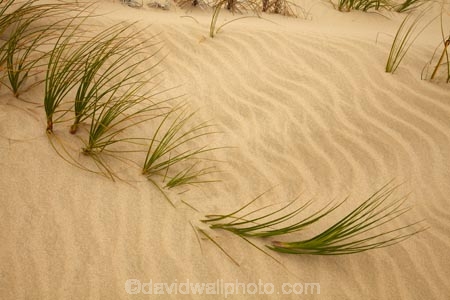 Desmoschoenus-spiralis;dune;dunes;Far-North;Golden-Sand-Sedge;N.I.;N.Z.;native-perennial-sedge;native-plant;native-plants;New-Zealand;new-zealand-native;NI;North-Is;North-Is.;North-Island;Northland;NZ;pattern;patterns;Pikao;Pingao;ripple;ripples;sand;sand-dune;sand-dunes;sand-hill;sand-hills;sand-pattern;sand-patterns;sand-ripple;sand-ripples;sand_dune;sand_dunes;sand_hill;sand_hills;sanddune;sanddunes;sandhill;sandhills;sandy;Te-Paki-Creek;Te-Paki-Dunes;Te-Paki-Recreational-Reserve;Te-Paki-Reserve;Te-Paki-Sand-Dunes;Te-Paki-Sand-Hills;Te-Paki-Stream;water-pattern;water-patterns;wind-pattern;wind-patterns