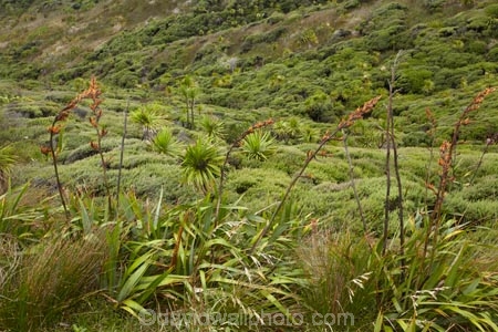 cabbage-trees;Cape-Reinga;Far-North;flax;flax-bush;flax-bushes;flax-flower;flax-flowers;flax-seed-head;flax-seeds;flower;flowers;N.I.;N.Z.;native;native-bush;native-plant;New-Zealand;New-Zealand-flax;NI;North-Is;North-Is.;North-Island;Northland;NZ;phormium;Phormium-tenax