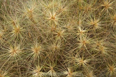 dune-grass;dune-grasses;Far-North;N.I.;N.Z.;New-Zealand;NI;North-Is;North-Is.;North-Island;Northland;NZ;plant;plants;Spinifex;Spinifex-Grass;Tapotupotu-Bay