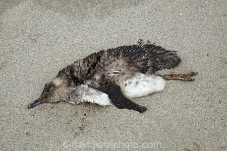beach;beaches;bird;birds;blue-penguin;blue-penguins;carcas;coastal;dead;Eudyptula-minor;Far-North;feather;feathers;korora;little-blue-penguin;little-blue-penguins;little-penguin;little-penguins;marine;N.I.;N.Z.;native;natural-history;nature;new-zealand;NI;North-Is;North-Is.;North-Island;Northland;NZ;penguin;penguins;Tapotupotu-Bay;wildlife