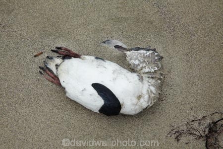 beach;beaches;bird;birds;blue-penguin;blue-penguins;carcas;coastal;dead;Eudyptula-minor;Far-North;feather;feathers;korora;little-blue-penguin;little-blue-penguins;little-penguin;little-penguins;marine;N.I.;N.Z.;native;natural-history;nature;new-zealand;NI;North-Is;North-Is.;North-Island;Northland;NZ;penguin;penguins;Tapotupotu-Bay;wildlife