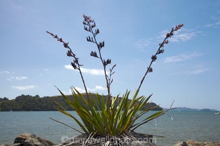 Auckland-Region;coast;coastal;coastline;coastlines;coasts;estuaries;estuary;flax;flax-bush;flax-bushes;flax-flower;flax-flowers;flax-seed-head;flax-seeds;flower;flowers;foreshore;inlet;inlets;lagoon;lagoons;N.I.;N.Z.;native;native-plant;New-Zealand;New-Zealand-flax;NI;North-Is;North-Is.;North-Island;Northland;NZ;phormium;Phormium-tenax;Rodney-District;Sandspit;shore;shoreline;shorelines;shores;tidal;tide;Warkworth;water