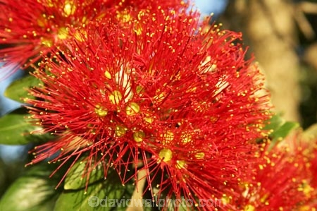Bay-of-Islands;beach;beaches;crimson;flower;flowers;icon;icons;leaf;leaves;Metrosideros-excelsa;native;nature;new-zealand;North-Auckland;north-is.;north-island;Northland;Paihia;Pohutukawa;pohutukawas;red;shore;shoreline;summer;symbol;symbols