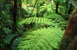 black-tree-fern;botany;bush;fern;ferns;flora;foiliage;forests;mamaku;native;timber;trees;wood