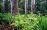 botany;bush;flora;foiliage;forests;native;timber;trees;wood