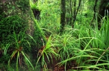 botany;bush;flora;foiliage;forests;native;timber;trees;wood
