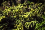black-tree-fern;botany;bush;fern;ferns;flora;foiliage;forests;mamaku;native;ponga;punga;timber;trees;wood
