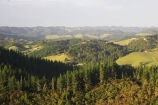agricultural;agriculture;bush;crop;crops;farm;farming;farmland;farms;field;fields;forest;forestry;horticulture;meadow;meadows;new-zealand;north-is.;north-island;Northland;paddock;paddocks;pasture;pastures;rural;Whangarei