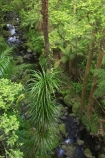 A.H.-Reed-Memorial-Kauri-Park;beautiful;beauty;brook;brooks;bush;creek;creeks;endemic;fern;ferns;flora;forest;forestry;forests;green;kauri;kauris;lush;native;native-bush;natives;natural;nature;new-zealand;north-is.;north-island;Northland;outdoor;outdoors;rain-forest;rain-forests;rain_forest;rain_forests;rainforest;rainforests;scene;scenic;stream;streams;timber;tree;tree-trunk;tree-trunks;trees;trunk;trunks;undergrowth;watercourse;Whangarei;wood;woods