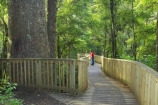 A.H.-Reed-Memorial-Kauri-Park;aerial-walkway;beautiful;beauty;boardwalk;boardwalks;bridge;bridges;bush;canopy-walk;endemic;fern;ferns;flora;footbridge;footbridges;forest;forestry;forests;green;kauri;kauris;lush;native;native-bush;natives;natural;nature;new-zealand;north-is.;north-island;Northland;outdoor;outdoors;rain-forest;rain-forests;rain_forest;rain_forests;rainforest;rainforests;scene;scenic;timber;tree;tree-trunk;tree-trunks;trees;trunk;trunks;undergrowth;walkway;Whangarei;wood;woods