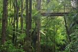 A.H.-Reed-Memorial-Kauri-Park;aerial-walkway;beautiful;beauty;boardwalk;boardwalks;bridge;bridges;brook;brooks;bush;canopy-walk;creek;creeks;endemic;fern;ferns;flora;footbridge;footbridges;forest;forestry;forests;green;kauri;kauris;lush;native;native-bush;natives;natural;nature;new-zealand;north-is.;north-island;Northland;outdoor;outdoors;rain-forest;rain-forests;rain_forest;rain_forests;rainforest;rainforests;scene;scenic;stream;streams;timber;tree;tree-trunk;tree-trunks;trees;trunk;trunks;undergrowth;walkway;watercourse;Whangarei;wood;woods