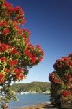 Bay-of-Islands;beach;beaches;boat;boats;crimson;flower;flowers;icon;icons;leaf;leaves;Metrosideros-excelsa;native;nature;new-zealand;north-is.;north-island;Northland;Paihia;Pohutukawa;pohutukawas;red;russell;shore;shoreline;summer;symbol;symbols;tree;trees;yacht;yachts