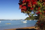 Bay-of-Islands;beach;beaches;boat;boats;crimson;flower;flowers;icon;icons;leaf;leaves;Metrosideros-excelsa;native;nature;new-zealand;north-is.;north-island;Northland;Paihia;Pohutukawa;pohutukawas;red;russell;shore;shoreline;summer;symbol;symbols;tree;trees;yacht;yachts
