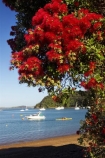 Bay-of-Islands;beach;beaches;boat;boats;crimson;flower;flowers;icon;icons;leaf;leaves;Metrosideros-excelsa;native;nature;new-zealand;north-is.;north-island;Northland;Paihia;Pohutukawa;pohutukawas;red;russell;shore;shoreline;summer;symbol;symbols;tree;trees;yacht;yachts
