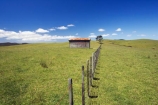 agricultural;agriculture;building;buildings;country;countryside;crop;crops;farm;farming;farmland;farms;fence;fenceline;fencelines;fences;field;fields;horticulture;meadow;meadows;new-zealand;north-is.;north-island;old-farm-shed;paddock;paddocks;pasture;pastures;rural;shed;sheds;tree;trees