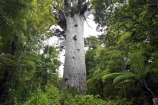 ancient;big;biggest;black-tree-fern;botany;bush;enormous;fern;ferns;flora;foiliage;forest;forests;giant;gigantic;huge;kauri;kauri-tree;kauri-trees;kauris;large;largest;mamaku;native;native-bush;native-forest;new-zealand;north-is.;north-island;Northland;old;ponga;punga;Tane-Mahuta;timber;tree;trees;very-old;Waipoua-Forest;waipoua-kauri-forest;wood