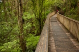 A.H.-Reed-Memorial-Kauri-Park;A.H.-Reed-Memorial-Park;beautiful;beauty;bridge;bridges;bush;endemic;foot-bridge;foot-bridges;footbridge;footbridges;forest;forests;green;hiking-track;hiking-tracks;Kauri-Forest;Kauri-Forests;N.I.;N.Z.;native;native-bush;natives;natural;nature;New-Zealand;NI;North-Is;North-Is.;North-Island;Northland;NZ;pedestrian-bridge;pedestrian-bridges;people;person;rain-forest;rain-forests;rain_forest;rain_forests;rainforest;rainforests;scene;scenic;tourism;tourist;tourists;track;tracks;tree;tree-trunk;tree-trunks;trees;trunk;trunks;walking-track;walking-tracks;Whangarei;wood;woods
