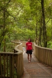 A.H.-Reed-Memorial-Kauri-Park;A.H.-Reed-Memorial-Park;beautiful;beauty;bridge;bridges;bush;endemic;foot-bridge;foot-bridges;footbridge;footbridges;forest;forests;green;hiking-track;hiking-tracks;Kauri-Forest;Kauri-Forests;N.I.;N.Z.;native;native-bush;natives;natural;nature;New-Zealand;NI;North-Is;North-Is.;North-Island;Northland;NZ;pedestrian-bridge;pedestrian-bridges;people;person;rain-forest;rain-forests;rain_forest;rain_forests;rainforest;rainforests;scene;scenic;tourism;tourist;tourists;track;tracks;tree;tree-trunk;tree-trunks;trees;trunk;trunks;walking-track;walking-tracks;Whangarei;wood;woods
