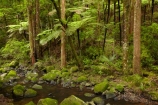 A.H.-Reed-Memorial-Kauri-Park;A.H.-Reed-Memorial-Park;beautiful;beauty;brook;brooks;bush;creek;creeks;cyathea;endemic;fern;ferns;flora;flow;forest;forestry;forests;frond;fronds;green;Kauri-Forest;Kauri-Forests;lush;N.I.;N.Z.;native;native-bush;natives;natural;nature;New-Zealand;NI;North-Is;North-Is.;North-Island;Northland;NZ;outdoor;outdoors;plant;plants;ponga;pongas;punga;pungas;rain-forest;rain-forests;rain_forest;rain_forests;rainforest;rainforests;scene;scenic;stream;streams;tree;tree-fern;tree-ferns;tree-trunk;tree-trunks;trees;trunk;trunks;undergrowth;Waikoromiko-Stream;water;watercourse;wet;Whangarei;wood;woods