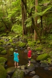 A.H.-Reed-Memorial-Kauri-Park;A.H.-Reed-Memorial-Park;beautiful;beauty;boy;boys;brook;brooks;brother;brothers;bush;child;children;creek;creeks;cyathea;endemic;fern;ferns;flora;flow;forest;forestry;forests;frond;fronds;girl;girls;green;Kauri-Forest;Kauri-Forests;kid;kids;little-boy;little-boys;little-girl;little-girls;lush;N.I.;N.Z.;native;native-bush;natives;natural;nature;New-Zealand;NI;North-Is;North-Is.;North-Island;Northland;NZ;outdoor;outdoors;people;person;plant;plants;ponga;pongas;punga;pungas;rain-forest;rain-forests;rain_forest;rain_forests;rainforest;rainforests;scene;scenic;sibling;siblings;sister;sisters;stream;streams;tourism;tourist;tourists;tree;tree-fern;tree-ferns;tree-trunk;tree-trunks;trees;trunk;trunks;undergrowth;Waikoromiko-Stream;water;watercourse;wet;Whangarei;wood;woods