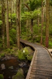 A.H.-Reed-Memorial-Kauri-Park;A.H.-Reed-Memorial-Park;beautiful;beauty;bridge;bridges;brook;brooks;bush;creek;creeks;cyathea;endemic;fern;ferns;flora;flow;foot-bridge;foot-bridges;footbridge;footbridges;forest;forestry;forests;frond;fronds;green;hiking-track;hiking-tracks;Kauri-Forest;Kauri-Forests;lush;N.I.;N.Z.;native;native-bush;natives;natural;nature;New-Zealand;NI;North-Is;North-Is.;North-Island;Northland;NZ;outdoor;outdoors;pedestrian-bridge;pedestrian-bridges;plant;plants;ponga;pongas;punga;pungas;rain-forest;rain-forests;rain_forest;rain_forests;rainforest;rainforests;scene;scenic;stream;streams;track;tracks;tree;tree-fern;tree-ferns;tree-trunk;tree-trunks;trees;trunk;trunks;undergrowth;Waikoromiko-Stream;walking-track;walking-tracks;water;watercourse;wet;Whangarei;wood;woods