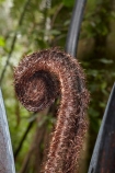 beautiful;beauty;bush;cyathea;endemic;fern;fern-frond;fern-fronds;ferns;forest;forest-reserve;forests;frond;fronds;green;Kauri-Coast;kauri-forest;kauri-forests;lush;N.I.;N.Z.;native;native-bush;natives;natural;nature;New-Zealand;NI;North-Is;North-Is.;North-Island;Northland;NZ;plant;plants;ponga;pongas;punga;pungas;rain-forest;rain-forests;rain_forest;rain_forests;rainforest;rainforests;scene;scenic;timber;tree;tree-fern;tree-ferns;trees;Trounson-Kauri-forest;Trounson-Kauri-Park;Trounson-Park;wood;woods