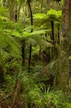 beautiful;beauty;bush;cyathea;endemic;fern;ferns;forest;forest-reserve;forests;frond;fronds;green;Kauri-Coast;kauri-forest;kauri-forests;lush;N.I.;N.Z.;native;native-bush;natives;natural;nature;New-Zealand;NI;North-Is;North-Is.;North-Island;Northland;NZ;plant;plants;ponga;pongas;punga;pungas;rain-forest;rain-forests;rain_forest;rain_forests;rainforest;rainforests;scene;scenic;timber;tree;tree-fern;tree-ferns;trees;Trounson-Kauri-forest;Trounson-Kauri-Park;Trounson-Park;wood;woods