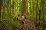 beautiful;beauty;boardwalk;boardwalks;boy;boys;brother;brothers;bush;child;children;endemic;families;family;forest;forest-reserve;forests;girl;girls;green;hike;hiker;hikers;hiking;hiking-track;hiking-tracks;Kauri-Coast;kauri-forest;kauri-forests;Kauri-Tree;Kauri-Trees;kid;kids;little-boy;little-girl;lush;mother;mothers;N.I.;N.Z.;native;native-bush;natives;natural;nature;New-Zealand;NI;North-Is;North-Is.;North-Island;Northland;NZ;people;person;rain-forest;rain-forests;rain_forest;rain_forests;rainforest;rainforests;scene;scenic;sibbling;sibblings;sister;sisters;small-boys;small-girls;timber;tourism;tourist;tourists;tree;tree-trunk;tree-trunks;trees;trek;treker;trekers;treking;trekker;trekkers;trekking;Trounson-Kauri-forest;Trounson-Kauri-Park;Trounson-Park;trunk;trunks;walk;walker;walkers;walking;walking-track;walking-tracks;wood;woods
