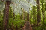 beautiful;beauty;boardwalk;boardwalks;bush;cyathea;cyathea-dealbata;cyatheaceae;emblem;endemic;fern;ferns;forest;forest-reserve;forests;frond;fronds;green;grey;hiking-track;hiking-tracks;icon;icons;Kauri-Coast;kauri-forest;kauri-forests;Kauri-Tree;Kauri-Trees;lush;N.I.;N.Z.;native;native-bush;natives;natural;nature;New-Zealand;NI;North-Is;North-Is.;North-Island;Northland;NZ;plant;plants;ponga;pongas;punga;pungas;rain-forest;rain-forests;rain_forest;rain_forests;rainforest;rainforests;scene;scenic;silver;silver-fern;symbol;symbols;timber;track;tracks;tree;tree-fern;tree-ferns;tree-trunk;tree-trunks;trees;Trounson-Kauri-forest;Trounson-Kauri-Park;Trounson-Park;trunk;trunks;walking-track;walking-tracks;white;wood;woods