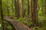 beautiful;beauty;boardwalk;boardwalks;bush;endemic;forest;forest-reserve;forests;green;Kauri-Coast;kauri-forest;kauri-forests;Kauri-Tree;Kauri-Trees;lush;N.I.;N.Z.;native;native-bush;natives;natural;nature;New-Zealand;NI;North-Is;North-Is.;North-Island;Northland;NZ;rain-forest;rain-forests;rain_forest;rain_forests;rainforest;rainforests;scene;scenic;timber;tree;tree-trunk;tree-trunks;trees;Trounson-Kauri-forest;Trounson-Kauri-Park;Trounson-Park;trunk;trunks;wood;woods