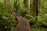 beautiful;beauty;boardwalk;boardwalks;boy;boys;brother;brothers;bush;child;children;endemic;families;family;forest;forest-reserve;forests;girl;girls;green;hike;hiker;hikers;hiking;hiking-track;hiking-tracks;Kauri-Coast;kauri-forest;kauri-forests;Kauri-Tree;Kauri-Trees;kid;kids;little-boy;little-girl;lush;mother;mothers;N.I.;N.Z.;native;native-bush;natives;natural;nature;New-Zealand;NI;North-Is;North-Is.;North-Island;Northland;NZ;people;person;rain-forest;rain-forests;rain_forest;rain_forests;rainforest;rainforests;scene;scenic;sibbling;sibblings;sister;sisters;small-boys;small-girls;timber;tourism;tourist;tourists;tree;tree-trunk;tree-trunks;trees;trek;treker;trekers;treking;trekker;trekkers;trekking;Trounson-Kauri-forest;Trounson-Kauri-Park;Trounson-Park;trunk;trunks;walk;walker;walkers;walking;walking-track;walking-tracks;wood;woods