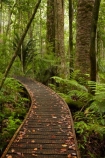 beautiful;beauty;boardwalk;boardwalks;bush;endemic;forest;forest-reserve;forests;green;hiking-track;hiking-tracks;Kauri-Coast;kauri-forest;kauri-forests;Kauri-Tree;Kauri-Trees;lush;N.I.;N.Z.;native;native-bush;natives;natural;nature;New-Zealand;NI;North-Is;North-Is.;North-Island;Northland;NZ;rain-forest;rain-forests;rain_forest;rain_forests;rainforest;rainforests;scene;scenic;timber;track;tracks;tree;tree-trunk;tree-trunks;trees;Trounson-Kauri-forest;Trounson-Kauri-Park;Trounson-Park;trunk;trunks;walking-track;walking-tracks;wood;woods