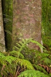 beautiful;beauty;bush;cyathea;endemic;fern;ferns;forest;forest-reserve;forests;frond;fronds;green;Kauri-Coast;kauri-forest;kauri-forests;Kauri-Tree;Kauri-Trees;lush;N.I.;N.Z.;native;native-bush;natives;natural;nature;New-Zealand;NI;North-Is;North-Is.;North-Island;Northland;NZ;plant;plants;ponga;pongas;punga;pungas;rain-forest;rain-forests;rain_forest;rain_forests;rainforest;rainforests;scene;scenic;timber;tree;tree-fern;tree-ferns;tree-trunk;tree-trunks;trees;Trounson-Kauri-forest;Trounson-Kauri-Park;Trounson-Park;trunk;trunks;wood;woods