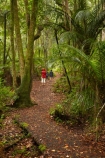 beautiful;beauty;boy;boys;brother;brothers;bush;child;children;endemic;families;family;forest;forest-reserve;forests;girl;girls;green;hike;hiker;hikers;hiking;hiking-track;hiking-tracks;Kauri-Coast;kauri-forest;kauri-forests;kid;kids;little-boy;little-girl;lush;mother;mothers;N.I.;N.Z.;native;native-bush;natives;natural;nature;New-Zealand;NI;nikau-palm;nikau-palms;North-Is;North-Is.;North-Island;Northland;NZ;people;person;rain-forest;rain-forests;rain_forest;rain_forests;rainforest;rainforests;scene;scenic;sibbling;sibblings;sister;sisters;small-boys;small-girls;timber;tourism;tourist;tourists;tree;tree-trunk;tree-trunks;trees;trek;treker;trekers;treking;trekker;trekkers;trekking;Trounson-Kauri-forest;Trounson-Kauri-Park;Trounson-Park;trunk;trunks;walk;walker;walkers;walking;walking-track;walking-tracks;wood;woods