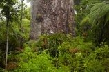 2000-year-old-kauri-tree;beautiful;beauty;bg-kauri;bg-kauris;big-tree;big-trees;bush;endemic;forest;forests;giant-2000-year-old-kauri-tree;giant-kauri;giant-kauris;giant-tree;giant-trees;green;kauri;Kauri-Coast;kauri-forest;kauri-forests;kauri-tree;kauri-trees;kauris;Lord-of-the-Forest;lush;N.I.;N.Z.;native;native-bush;natives;natural;nature;New-Zealand;NI;North-Is;North-Is.;North-Island;Northland;NZ;rain-forest;rain-forests;rain_forest;rain_forests;rainforest;rainforests;scene;scenic;Tane-Mahuta;Tane-Mahuta-Kauri-Tree;timber;tree;tree-trunk;tree-trunks;trees;trunk;trunks;Waipoua;Waipoua-Forest;Waipoua-Kauri-forest;wood;woods