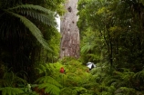2000-year-old-kauri-tree;beautiful;beauty;bg-kauri;bg-kauris;big-tree;big-trees;bush;endemic;forest;forests;giant-2000-year-old-kauri-tree;giant-kauri;giant-kauris;giant-tree;giant-trees;green;kauri;Kauri-Coast;kauri-forest;kauri-forests;kauri-tree;kauri-trees;kauris;Lord-of-the-Forest;lush;N.I.;N.Z.;native;native-bush;natives;natural;nature;New-Zealand;NI;North-Is;North-Is.;North-Island;Northland;NZ;people;person;rain;rain-forest;rain-forests;rain_forest;rain_forests;rainforest;rainforests;raining;rainy;scene;scenic;Tane-Mahuta;Tane-Mahuta-Kauri-Tree;timber;tourism;tourist;tourists;tree;tree-trunk;tree-trunks;trees;trunk;trunks;umbrella;umbrellas;Waipoua;Waipoua-Forest;Waipoua-Kauri-forest;wood;woods