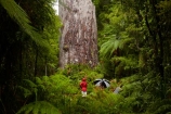 2000-year-old-kauri-tree;beautiful;beauty;bg-kauri;bg-kauris;big-tree;big-trees;bush;endemic;forest;forests;giant-2000-year-old-kauri-tree;giant-kauri;giant-kauris;giant-tree;giant-trees;green;kauri;Kauri-Coast;kauri-forest;kauri-forests;kauri-tree;kauri-trees;kauris;Lord-of-the-Forest;lush;N.I.;N.Z.;native;native-bush;natives;natural;nature;New-Zealand;NI;North-Is;North-Is.;North-Island;Northland;NZ;people;person;rain;rain-forest;rain-forests;rain_forest;rain_forests;rainforest;rainforests;raining;rainy;scene;scenic;Tane-Mahuta;Tane-Mahuta-Kauri-Tree;timber;tourism;tourist;tourists;tree;tree-trunk;tree-trunks;trees;trunk;trunks;umbrella;umbrellas;Waipoua;Waipoua-Forest;Waipoua-Kauri-forest;wood;woods