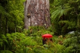 2000-year-old-kauri-tree;beautiful;beauty;bg-kauri;bg-kauris;big-tree;big-trees;bush;endemic;forest;forests;giant-2000-year-old-kauri-tree;giant-kauri;giant-kauris;giant-tree;giant-trees;green;kauri;Kauri-Coast;kauri-forest;kauri-forests;kauri-tree;kauri-trees;kauris;Lord-of-the-Forest;lush;N.I.;N.Z.;native;native-bush;natives;natural;nature;New-Zealand;NI;North-Is;North-Is.;North-Island;Northland;NZ;people;person;rain;rain-forest;rain-forests;rain_forest;rain_forests;rainforest;rainforests;raining;rainy;scene;scenic;Tane-Mahuta;Tane-Mahuta-Kauri-Tree;timber;tourism;tourist;tourists;tree;tree-trunk;tree-trunks;trees;trunk;trunks;umbrella;umbrellas;Waipoua;Waipoua-Forest;Waipoua-Kauri-forest;wood;woods