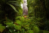 2000-year-old-kauri-tree;beautiful;beauty;bg-kauri;bg-kauris;big-tree;big-trees;bush;endemic;forest;forests;giant-2000-year-old-kauri-tree;giant-kauri;giant-kauris;giant-tree;giant-trees;green;kauri;Kauri-Coast;kauri-forest;kauri-forests;kauri-tree;kauri-trees;kauris;Lord-of-the-Forest;lush;N.I.;N.Z.;native;native-bush;natives;natural;nature;New-Zealand;NI;North-Is;North-Is.;North-Island;Northland;NZ;people;person;rain;rain-forest;rain-forests;rain_forest;rain_forests;rainforest;rainforests;raining;rainy;scene;scenic;Tane-Mahuta;Tane-Mahuta-Kauri-Tree;timber;tourism;tourist;tourists;tree;tree-trunk;tree-trunks;trees;trunk;trunks;umbrella;umbrellas;Waipoua;Waipoua-Forest;Waipoua-Kauri-forest;wood;woods