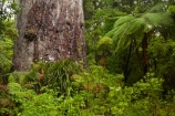 2000-year-old-kauri-tree;beautiful;beauty;bg-kauri;bg-kauris;big-tree;big-trees;bush;endemic;forest;forests;giant-2000-year-old-kauri-tree;giant-kauri;giant-kauris;giant-tree;giant-trees;green;kauri;Kauri-Coast;kauri-forest;kauri-forests;kauri-tree;kauri-trees;kauris;Lord-of-the-Forest;lush;N.I.;N.Z.;native;native-bush;natives;natural;nature;New-Zealand;NI;North-Is;North-Is.;North-Island;Northland;NZ;rain-forest;rain-forests;rain_forest;rain_forests;rainforest;rainforests;scene;scenic;Tane-Mahuta;Tane-Mahuta-Kauri-Tree;timber;tree;tree-trunk;tree-trunks;trees;trunk;trunks;Waipoua;Waipoua-Forest;Waipoua-Kauri-forest;wood;woods