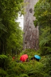 2000-year-old-kauri-tree;beautiful;beauty;bg-kauri;bg-kauris;big-tree;big-trees;bush;endemic;forest;forests;giant-2000-year-old-kauri-tree;giant-kauri;giant-kauris;giant-tree;giant-trees;green;kauri;Kauri-Coast;kauri-forest;kauri-forests;kauri-tree;kauri-trees;kauris;Lord-of-the-Forest;lush;N.I.;N.Z.;native;native-bush;natives;natural;nature;New-Zealand;NI;North-Is;North-Is.;North-Island;Northland;NZ;people;person;rain;rain-forest;rain-forests;rain_forest;rain_forests;rainforest;rainforests;raining;rainy;scene;scenic;Tane-Mahuta;Tane-Mahuta-Kauri-Tree;timber;tourism;tourist;tourists;tree;tree-trunk;tree-trunks;trees;trunk;trunks;umbrella;umbrellas;Waipoua;Waipoua-Forest;Waipoua-Kauri-forest;wood;woods