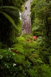 2000-year-old-kauri-tree;beautiful;beauty;bg-kauri;bg-kauris;big-tree;big-trees;bush;endemic;forest;forests;giant-2000-year-old-kauri-tree;giant-kauri;giant-kauris;giant-tree;giant-trees;green;kauri;Kauri-Coast;kauri-forest;kauri-forests;kauri-tree;kauri-trees;kauris;Lord-of-the-Forest;lush;N.I.;N.Z.;native;native-bush;natives;natural;nature;New-Zealand;NI;North-Is;North-Is.;North-Island;Northland;NZ;people;person;rain;rain-forest;rain-forests;rain_forest;rain_forests;rainforest;rainforests;raining;rainy;scene;scenic;Tane-Mahuta;Tane-Mahuta-Kauri-Tree;timber;tourism;tourist;tourists;tree;tree-trunk;tree-trunks;trees;trunk;trunks;umbrella;umbrellas;Waipoua;Waipoua-Forest;Waipoua-Kauri-forest;wood;woods
