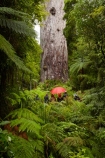 2000-year-old-kauri-tree;beautiful;beauty;bg-kauri;bg-kauris;big-tree;big-trees;bush;endemic;forest;forests;giant-2000-year-old-kauri-tree;giant-kauri;giant-kauris;giant-tree;giant-trees;green;kauri;Kauri-Coast;kauri-forest;kauri-forests;kauri-tree;kauri-trees;kauris;Lord-of-the-Forest;lush;N.I.;N.Z.;native;native-bush;natives;natural;nature;New-Zealand;NI;North-Is;North-Is.;North-Island;Northland;NZ;people;person;rain;rain-forest;rain-forests;rain_forest;rain_forests;rainforest;rainforests;raining;rainy;scene;scenic;Tane-Mahuta;Tane-Mahuta-Kauri-Tree;timber;tourism;tourist;tourists;tree;tree-trunk;tree-trunks;trees;trunk;trunks;umbrella;umbrellas;Waipoua;Waipoua-Forest;Waipoua-Kauri-forest;wood;woods
