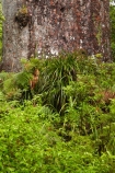 2000-year-old-kauri-tree;beautiful;beauty;bg-kauri;bg-kauris;big-tree;big-trees;bush;endemic;forest;forests;giant-2000-year-old-kauri-tree;giant-kauri;giant-kauris;giant-tree;giant-trees;green;kauri;Kauri-Coast;kauri-forest;kauri-forests;kauri-tree;kauri-trees;kauris;Lord-of-the-Forest;lush;N.I.;N.Z.;native;native-bush;natives;natural;nature;New-Zealand;NI;North-Is;North-Is.;North-Island;Northland;NZ;rain-forest;rain-forests;rain_forest;rain_forests;rainforest;rainforests;scene;scenic;Tane-Mahuta;Tane-Mahuta-Kauri-Tree;timber;tree;tree-trunk;tree-trunks;trees;trunk;trunks;Waipoua;Waipoua-Forest;Waipoua-Kauri-forest;wood;woods
