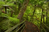 beautiful;beauty;boardwalk;boardwalks;bush;cyathea;endemic;fern;ferns;footpath;footpaths;forest;forest-reserve;forest-track;forest-tracks;forests;frond;fronds;green;hiking-track;hiking-tracks;kauri-forest;kauri-forests;Kauri-Tree;Kauri-Trees;Kerikeri;lush;Manginangina;Manginangina-Kauri-Walk;Manginangina-Walk;N.I.;N.Z.;native;native-bush;natives;natural;nature;New-Zealand;NI;North-Is;North-Is.;North-Island;Northland;NZ;path;paths;plant;plants;ponga;pongas;Puketi-Forest;punga;pungas;rain-forest;rain-forests;rain_forest;rain_forests;rainforest;rainforests;scene;scenic;timber;track;tracks;tree;tree-fern;tree-ferns;tree-trunk;tree-trunks;trees;trunk;trunks;walking-track;walking-tracks;wood;woods