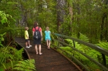 beautiful;beauty;boardwalk;boardwalks;boy;boys;brother;brothers;bush;child;children;endemic;families;family;footpath;footpaths;forest;forest-reserve;forest-track;forest-tracks;forests;girl;girls;green;hiking-track;hiking-tracks;kauri-forest;kauri-forests;Kauri-Tree;Kauri-Trees;Kerikeri;kid;kids;little-boy;little-girl;lush;Manginangina;Manginangina-Kauri-Walk;Manginangina-Walk;mother;mothers;N.I.;N.Z.;native;native-bush;natives;natural;nature;New-Zealand;NI;North-Is;North-Is.;North-Island;Northland;NZ;path;paths;people;person;Puketi-Forest;rain-forest;rain-forests;rain_forest;rain_forests;rainforest;rainforests;scene;scenic;sibbling;sibblings;sister;sisters;small-boys;small-girls;timber;tourism;tourist;tourists;track;tracks;tree;tree-trunk;tree-trunks;trees;trunk;trunks;walking-track;walking-tracks;wood;woods