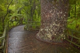 beautiful;beauty;boardwalk;boardwalks;bush;endemic;footpath;footpaths;forest;forest-reserve;forest-track;forest-tracks;forests;green;hiking-track;hiking-tracks;kauri-forest;kauri-forests;Kauri-Tree;Kauri-Trees;Kerikeri;lush;Manginangina;Manginangina-Kauri-Walk;Manginangina-Walk;N.I.;N.Z.;native;native-bush;natives;natural;nature;New-Zealand;NI;North-Is;North-Is.;North-Island;Northland;NZ;path;paths;Puketi-Forest;rain-forest;rain-forests;rain_forest;rain_forests;rainforest;rainforests;scene;scenic;timber;track;tracks;tree;tree-trunk;tree-trunks;trees;trunk;trunks;walking-track;walking-tracks;wood;woods