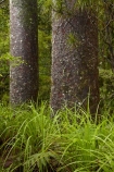 beautiful;beauty;bush;endemic;forest;forests;green;kauri-forest;kauri-forests;Kauri-Tree;Kauri-Trees;Kerikeri;Manginangina;Manginangina-Kauri-Walk;Manginangina-Walk;N.I.;N.Z.;native;native-bush;natives;natural;nature;New-Zealand;NI;North-Is;North-Is.;North-Island;Northland;NZ;Puketi-Forest;rain-forest;rain-forests;rain_forest;rain_forests;rainforest;rainforests;scene;scenic;timber;tree;tree-trunk;tree-trunks;trees;trunk;trunks;wood;woods