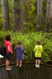 beautiful;beauty;boardwalk;boardwalks;boy;boys;brother;brothers;bush;child;children;endemic;families;family;footpath;footpaths;forest;forest-reserve;forest-track;forest-tracks;forests;girl;girls;green;hiking-track;hiking-tracks;kauri-forest;kauri-forests;Kauri-Tree;Kauri-Trees;Kerikeri;kid;kids;little-boy;little-girl;lush;Manginangina;Manginangina-Kauri-Walk;Manginangina-Walk;mother;mothers;N.I.;N.Z.;native;native-bush;natives;natural;nature;New-Zealand;NI;North-Is;North-Is.;North-Island;Northland;NZ;path;paths;people;person;Puketi-Forest;rain-forest;rain-forests;rain_forest;rain_forests;rainforest;rainforests;scene;scenic;sibbling;sibblings;sister;sisters;small-boys;small-girls;timber;tourism;tourist;tourists;track;tracks;tree;tree-trunk;tree-trunks;trees;trunk;trunks;walking-track;walking-tracks;wood;woods