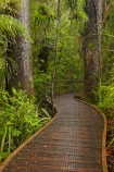 beautiful;beauty;boardwalk;boardwalks;bush;endemic;footpath;footpaths;forest;forest-reserve;forest-track;forest-tracks;forests;green;hiking-track;hiking-tracks;kauri-forest;kauri-forests;Kauri-Tree;Kauri-Trees;Kerikeri;lush;Manginangina;Manginangina-Kauri-Walk;Manginangina-Walk;N.I.;N.Z.;native;native-bush;natives;natural;nature;New-Zealand;NI;North-Is;North-Is.;North-Island;Northland;NZ;path;paths;Puketi-Forest;rain-forest;rain-forests;rain_forest;rain_forests;rainforest;rainforests;scene;scenic;timber;track;tracks;tree;tree-trunk;tree-trunks;trees;trunk;trunks;walking-track;walking-tracks;wood;woods